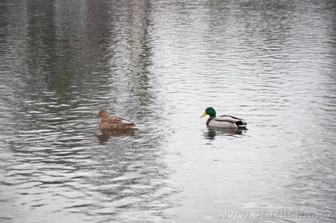 15-2-2020 — fotografie 1